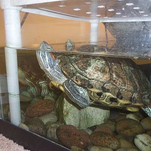 Education Center Building- Red eared Slider Turtles