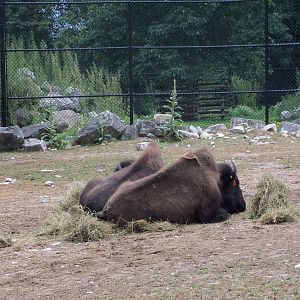 American Bison