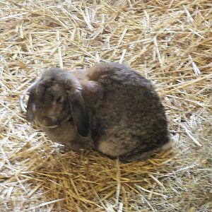 Big Red Barn- Floppy-eared Bunny