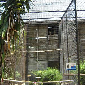 aviary for crested serpent-eagles (Spilornis cheela)