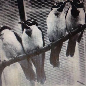 Blue-faced honeyeaters