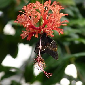 Butterfly, Croc Swamp, 16 April 2014