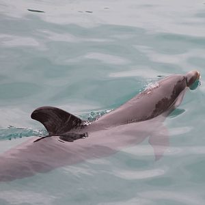 Bottle-nosed dolphin