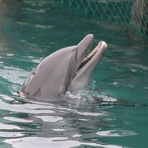 Bottle-nosed dolphin