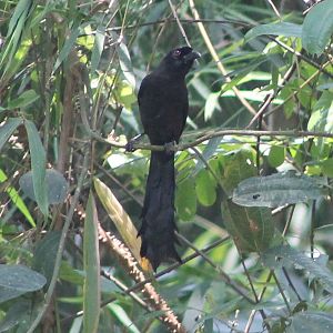 ratchet-tailed treepie (Temnurus temnurus)