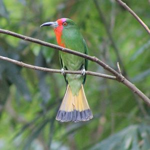 red-bearded bee-eater (Nyctyornis amictus)