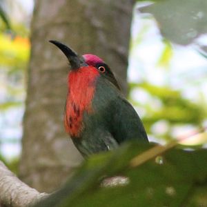red-bearded bee-eater (Nyctyornis amictus)