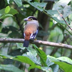 silver-breasted broadbill (Serilophus lunatus)