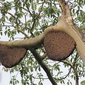 giant honey bees (Apis dorsata)
