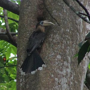 brown hornbill (Anorrhinus tickelli)
