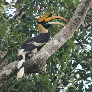 great hornbill (Buceros bicornis)