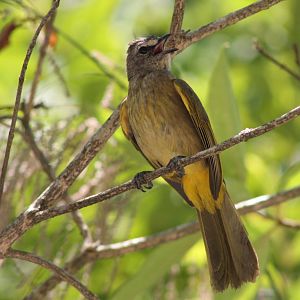 flavescent bulbul (Pycnonotus flavescens)