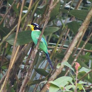 long-tailed broadbill (Psarisomus dalhousiae)