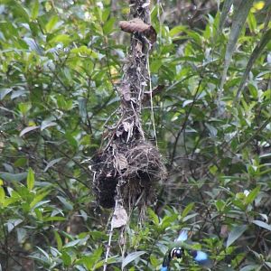 nest of long-tailed broadbill (Psarisomus dalhousiae)