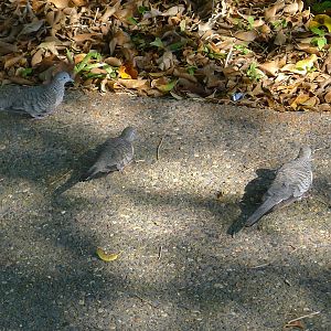 Zebra doves on Cairns city pavments