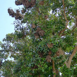 Glossy Starling nests