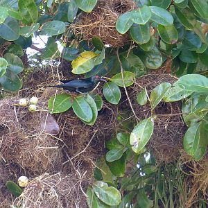 Glossy Starlings at their nests