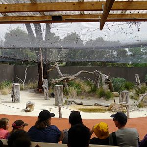 Serval  presentation