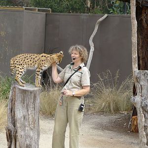 keeper with Nunkey, a female serval