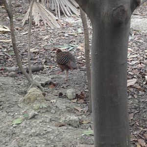 Bird in Walk Through Aviary