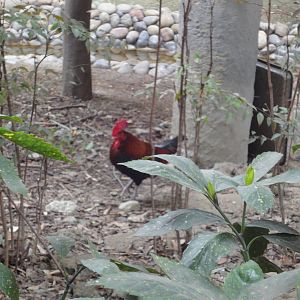 Junglefowl in Walk Through Aviary