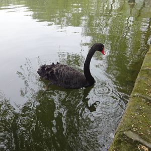 Black Swan in Lake
