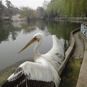 Pelican in Lake