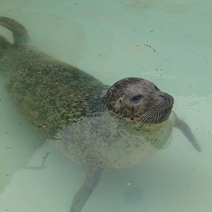 Spotted Seal