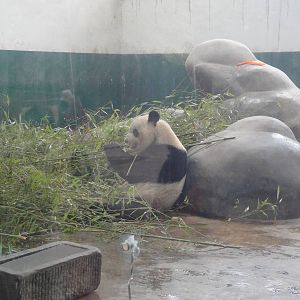 Giant Panda