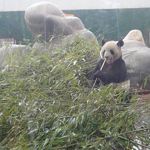 Giant Panda