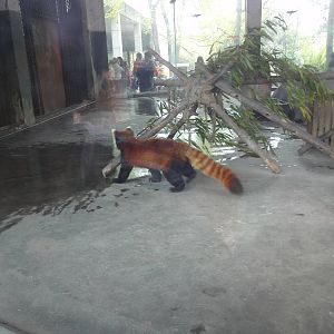 Red Panda