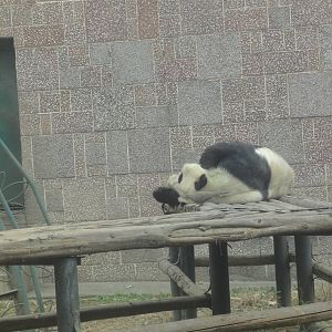 Outdoor Giant Panda