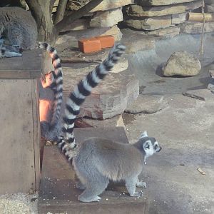 Ring Tailed Lemur