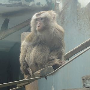 Assamese Macaque