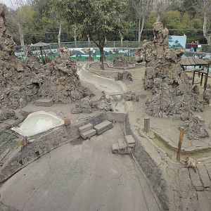 Rhesus Macaque Island