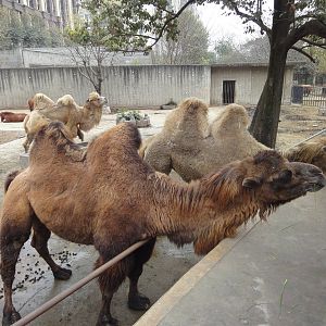Bactrian Camel