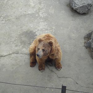 Himalayan Brown Bear