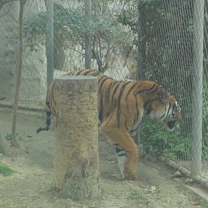 South China Tiger