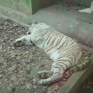 White Tiger