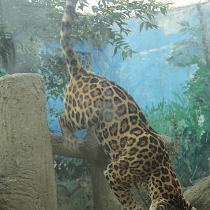 Jaguar Leaping