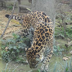 Jaguar