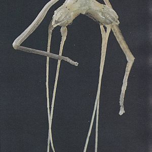 2 headed Stick inseckt