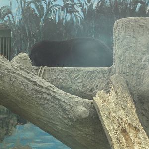 Black Panther Sleeping