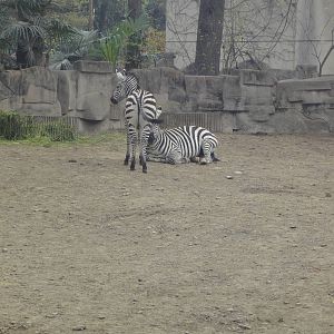 Zebras