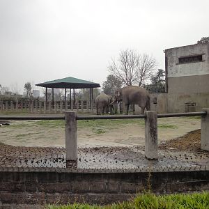 Elephants
