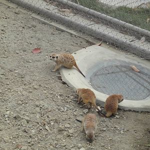 Meerkats