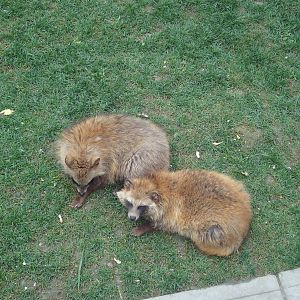 Raccoon Dogs