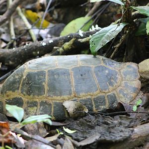yellow tortoise (Indotestudo elongata)