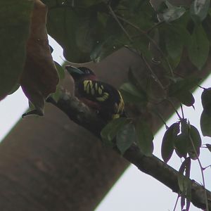 banded broadbill (Eurylaimus javanicus)