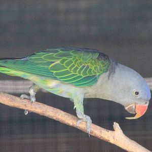 male blue-rumped parrot (Psittinus cyanurus)